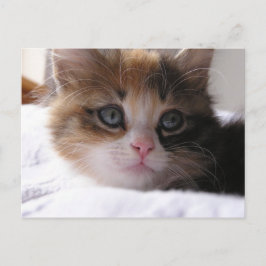 Cartão Postal De Anúncio Gatinho Abrigado