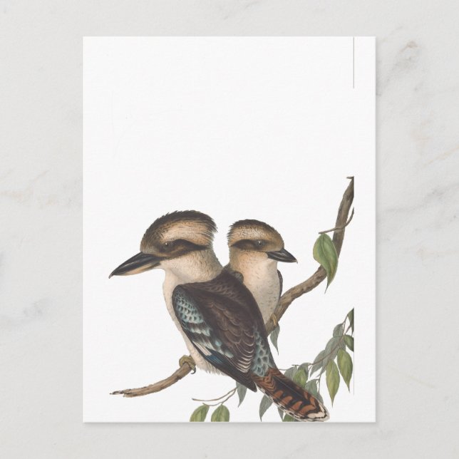 Cartão Postal De Anúncio Gould Kookaburra Australiana (Frente)