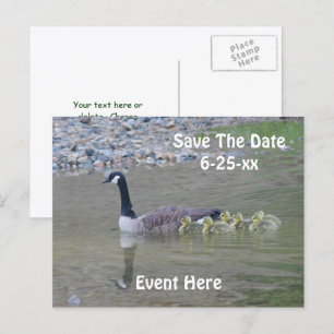 Cartão Postal De Anúncio Guardar a Data Gansos do Canadá Natureza 