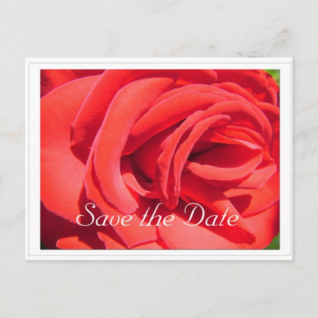 Cartão Postal De Anúncio guarde a data, flor de rosa vermelha (Frente)