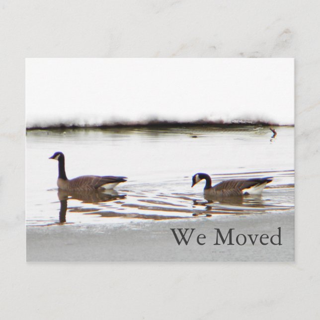 Cartão Postal De Anúncio Honkers - Canadá Geese (Frente)