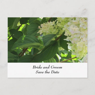 Cartão Postal De Anúncio Hortênsias de Casamento Brancas