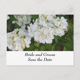 Cartão Postal De Anúncio Hortênsias de Casamento Brancas