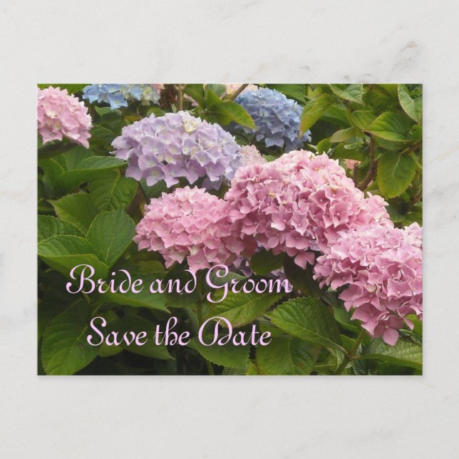 Cartão Postal De Anúncio Hydrangeas de Casamento Salva a Data (Frente)