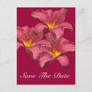 Cartão Postal De Anúncio Itens Coordenados de Daylily Vermelho