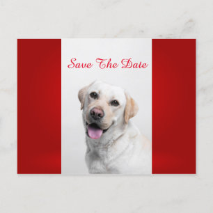 Cartão Postal De Anúncio Labrador branco