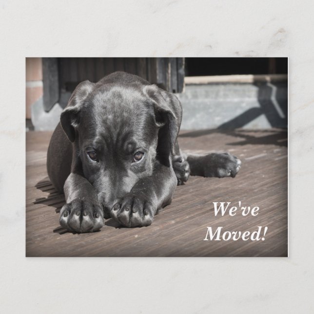 Cartão Postal De Anúncio Labrador Retriever Mudamos o novo endereço (Frente)