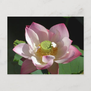 Cartão Postal De Anúncio Lotus