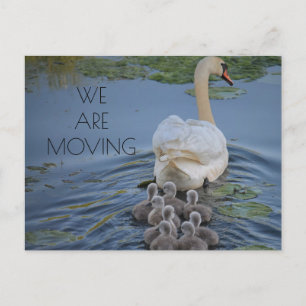 Cartão Postal De Anúncio Mãe Cisne Bebês Cisnes Água Mudança de Endereço