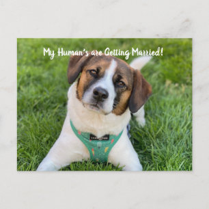 Cartão Postal De Anúncio Meus Humanos Estão Se Casando Foto de Cachorro Sal