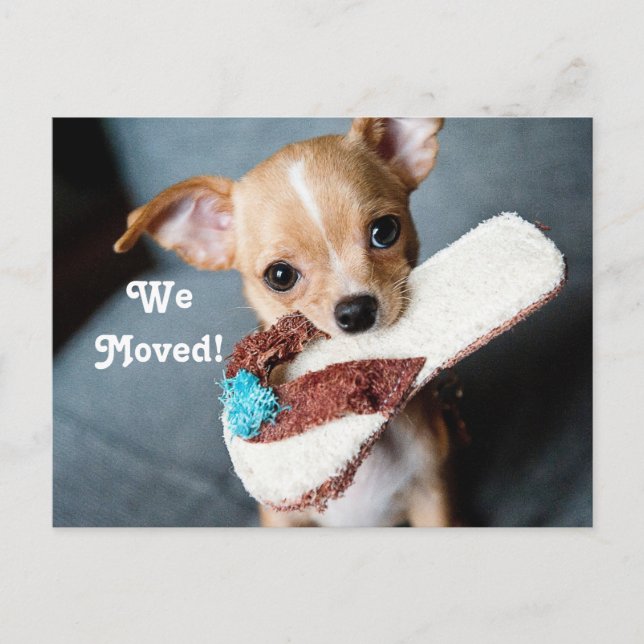 Cartão Postal De Anúncio Nós nos mudamos Chihuahua (Frente)