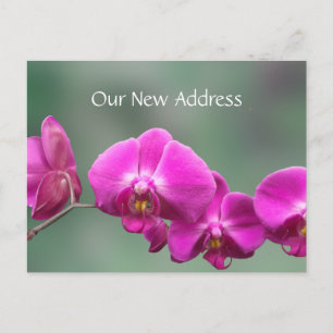 Cartão Postal De Anúncio Novo Endereço das Orquídeas Rosa