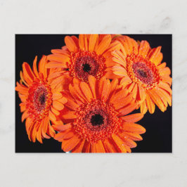 Cartão Postal De Anúncio Orange Gerber Daisies
