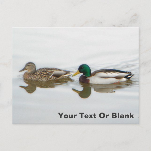 Cartão Postal De Anúncio Patos-reais (Frente)