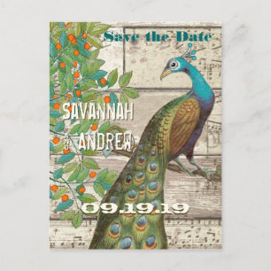 Cartão Postal De Anúncio Peacock Love Bird Sentado em uma árvore Salve a da