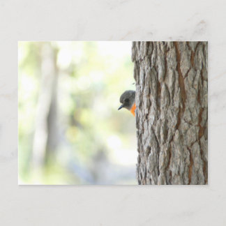 Cartão Postal De Anúncio Peeping Bush Robin Card