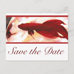 Cartão Postal De Anúncio Peixe Betta Vermelho Salve a Data