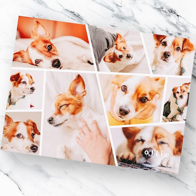 Cartão Postal De Anúncio Pets Moderno Simples Personalizado 9 Imagens Colag (Criador carregado)