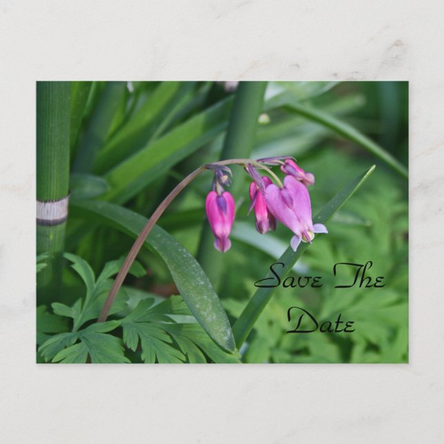 Cartão Postal De Anúncio Postais de Salve a Data (Frente)