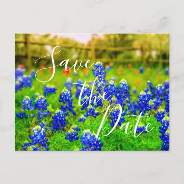 Cartão Postal De Anúncio Primavera De Bluebonnets Elegante Salva A Data (Frente)