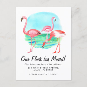 Cartão Postal De Anúncio Rebanho de Flamingo Tropical Mudou Nova Morada Mud