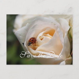 Cartão Postal De Anúncio Reserve a Data. Linda flor branca de rosa