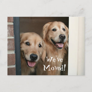 Cartão Postal De Anúncio Retriever de ouros Movimentamos Novo Endereço