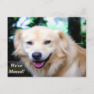 Cartão Postal De Anúncio Retriever de ouros Movimentamos Novo Endereço