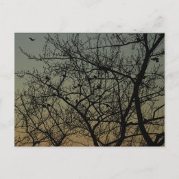 Cartão Postal De Anúncio "Robin Tree at Dawn"/Robin