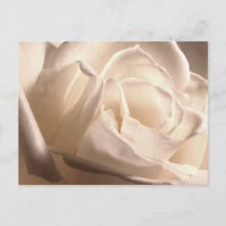 Cartão Postal De Anúncio Rosa Branca Personalizada Salve As Datas