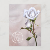 Rosas Brancas Macias Românticas Elegantes Salve a