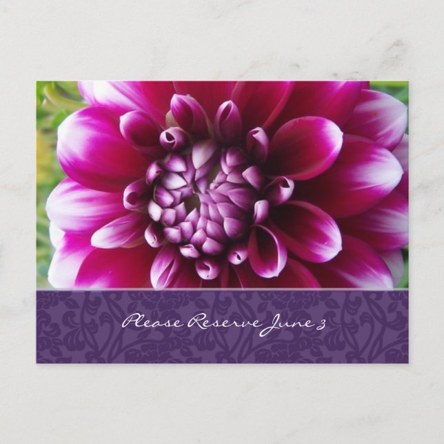 Cartão Postal De Anúncio Roxo Fuschia Dahlia Salva a Data (Frente)