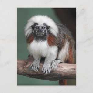 Cartão Postal De Anúncio Sagui-de-tufos-brancos