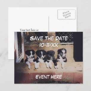 Cartão Postal De Anúncio Salve a Data Border Collie Filhotes Cachorro