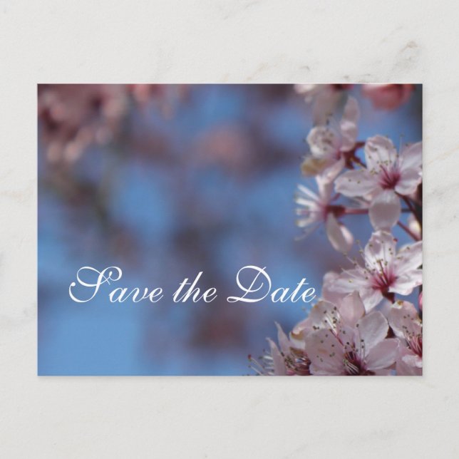 Cartão Postal De Anúncio salve a data, flor de cerejeira (Frente)