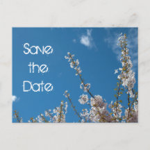 Salve a data, flor de cerejeira no céu azul.