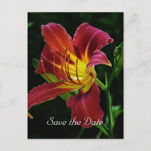 Cartão Postal De Anúncio salve a data, flor de lírio tigre