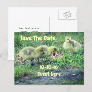 Cartão Postal De Anúncio Salve A Data Gansos Canadenses Bebês Natureza