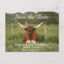 Salve a Data Texas Longhorn