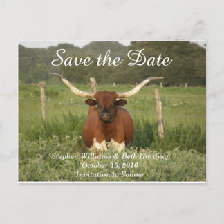 Cartão Postal De Anúncio Salve a Data Texas Longhorn
