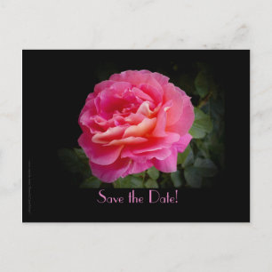 Cartão Postal De Anúncio Salve a Rosa Rosa Rosa Rosa Rosa Rosa Rosa Rosa Ro