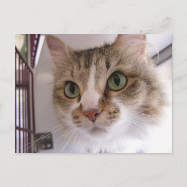 Cartão Postal De Anúncio Sandy (Frente)