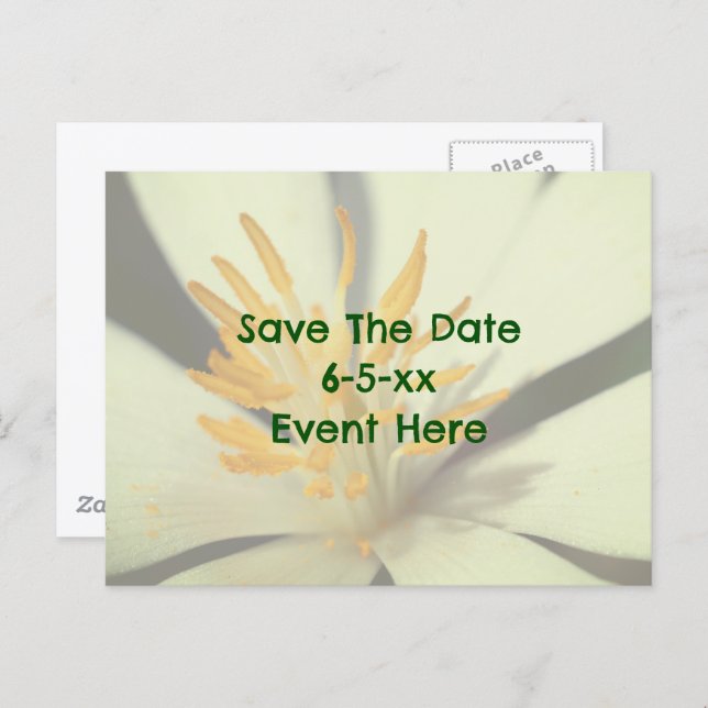 Cartão Postal De Anúncio Save The Date Bloodroot Flower  (Frente/Verso)