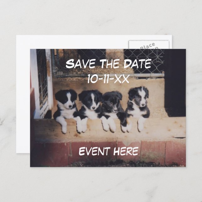 Cartão Postal De Anúncio Save The Date Border Collie Puppies Dog  (Frente/Verso)
