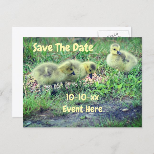Cartão Postal De Anúncio Save The Date Canada Geese Babies Nature  (Frente/Verso)