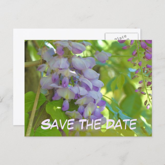 Cartão Postal De Anúncio Save The Date Wisteria Flower  (Frente/Verso)