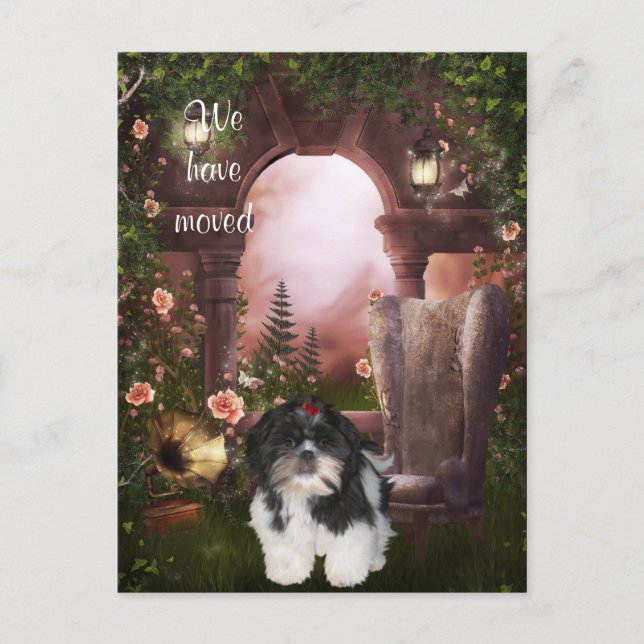 Cartão Postal De Anúncio Shih Tzu Cartão-postal (Frente)