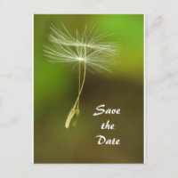 Sinta-se livre - Sementes de Dandelion voadoras