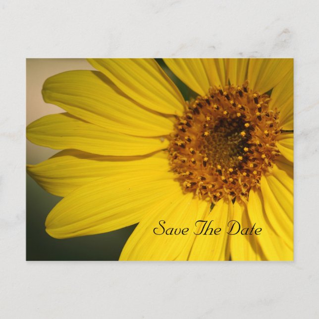 Cartão Postal De Anúncio Sunflower Save The Date Postcard (Frente)