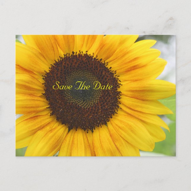 Cartão Postal De Anúncio Sunflower Save The Date Postcard (Frente)